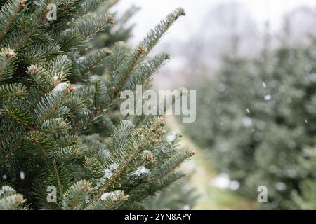 Snow covered evergreen trees at Christmas Tree Farm Stock Photo