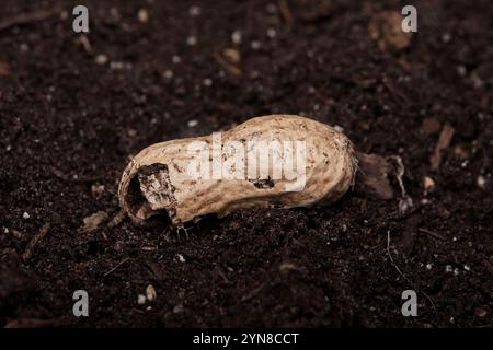 Close-Up of a Natural Peanut Shell Lying on Dark Soil Stock Photo