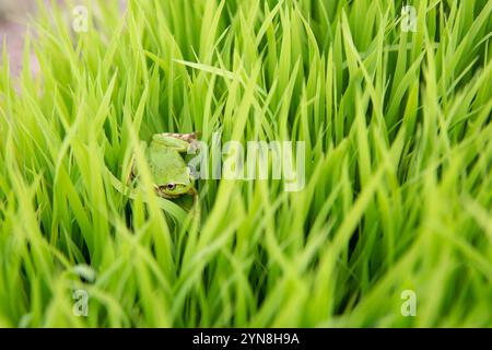 Frog perched on young rice plant Stock Photo