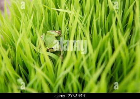Frog perched on young rice plant Stock Photo