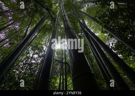 Looking Up Through the Towering Bamboo Canopy Stock Photo