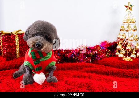 Adorable black Poodle dog wearing Christmas dress sitting on red cloth for Christmas holiday festival. Stock Photo