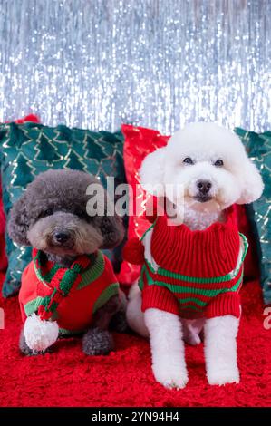 Adorable two Poodle dogs wearing Christmas dress sitting on red cloth with Christmas pillows for Christmas holiday festival. Stock Photo