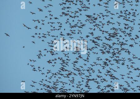 The massive evening exodus of wrinkle lipped free tailed bats (Mops plicatus) from their roosting cave at dusk in Gunung Mulu National Park, Borneo. Stock Photo