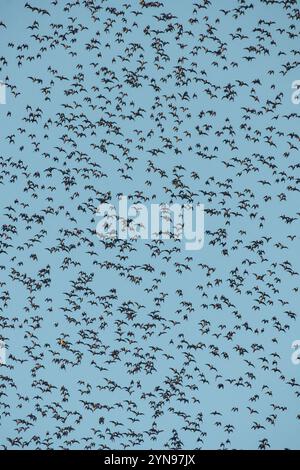 The massive evening exodus of wrinkle lipped free tailed bats (Mops plicatus) from their roosting cave at dusk in Gunung Mulu National Park, Borneo. Stock Photo