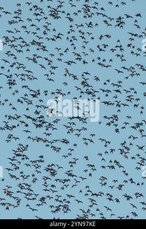 The massive evening exodus of wrinkle lipped free tailed bats (Mops plicatus) from their roosting cave at dusk in Gunung Mulu National Park, Borneo. Stock Photo