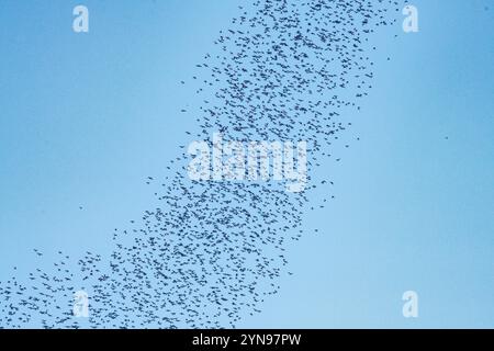 The massive evening exodus of wrinkle lipped free tailed bats (Mops plicatus) from their roosting cave at dusk in Gunung Mulu National Park, Borneo. Stock Photo