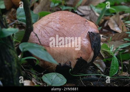 Rafflesia keithii, before blooming - the bud on the forest floor in Poring, Sabah, Borneo, Malaysia. Stock Photo