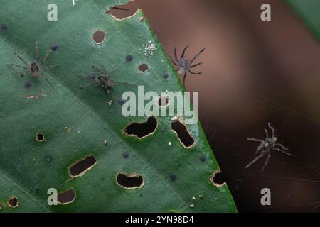 Baby spiders on a leaf and webbing in Gunung Mulu National Park, Malaysia, Sarawak, Borneo. Stock Photo
