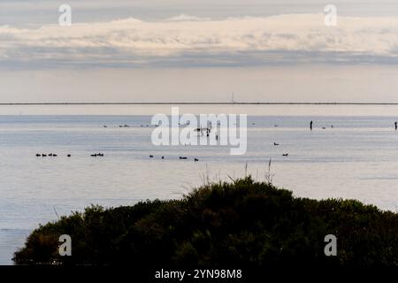 Cormorants and a duck with their wings spread out against the light perched on logs for growing mussels in the calm waters of the Ebro Delta with Trab Stock Photo