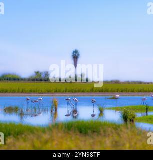 Flamingos feeding in a lagoon of a tranquil wetland in the heart of Doñana National Park with green vegetation under a violet-blue sky at sunset. Anda Stock Photo