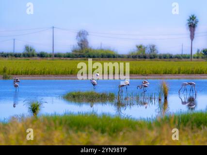 Group of pink flamingos feeding in a wetland in the Ebro Delta with their reflections in the river water with rice fields in the background. Stock Photo