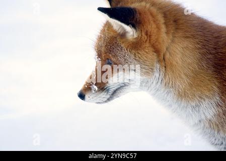 Europen Red Fox (Vulpes vulpes) in an orchard, winter. Kent, UK, December Stock Photo