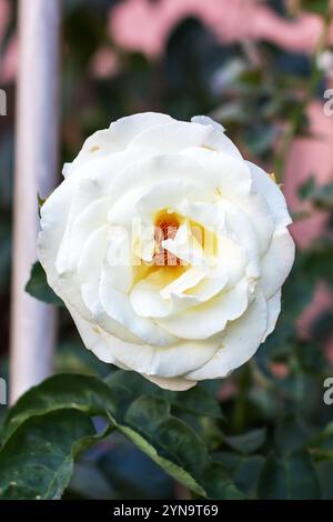 Here is a detailed close up image showcasing a beautiful white rose that features a stunning yellow center element. It is truly remarkable Stock Photo