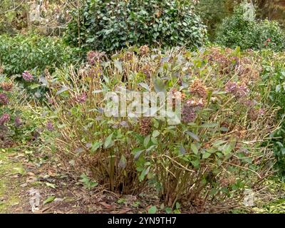 Hydrangea autumn pruning. Hydrangea macrophylla pruned shrub in the autumn. Hortensia plant care in the fall season. Stock Photo