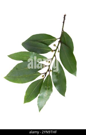Bay laurel or sweet bay popular herb and spice. Bay tree branch with leaves and buds isolated on white background. Laurus nobilis the flowering plant Stock Photo