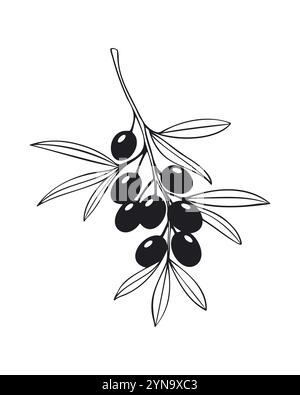 Olive branch stylized drawing on white background. Vector illustration Stock Vector