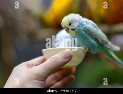 Close-up of Budgie bird perching on a bowl of grains. Budgie bird eating food. Stock Photo