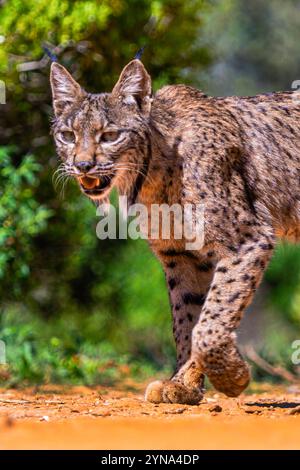 Iberian Lynx, Lynx pardinus, Mediterranean Forest, Castilla La Mancha, Spain, Europe Stock Photo