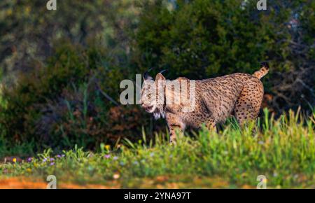 Iberian Lynx, Lynx pardinus, Mediterranean Forest, Castilla La Mancha, Spain, Europe Stock Photo