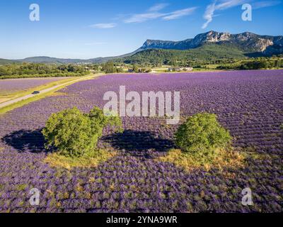 France, Drôme, Drôme Provençale, Saoû, walnut trees in a field of lavender flowers on the edge of the D538 road between Saoû and Bourdeaux (aerial view) Stock Photo