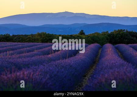 France, Vaucluse (84), parc naturel regional du Luberon, Apt, plateau des Claparedes, champ de lavande et le Mont Ventoux Stock Photo