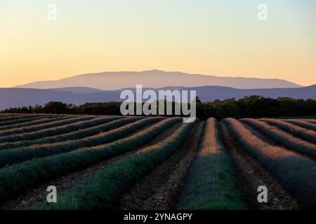 France, Vaucluse (84), parc naturel regional du Luberon, Apt, plateau des Claparedes, champ de lavande et le Mont Ventoux Stock Photo