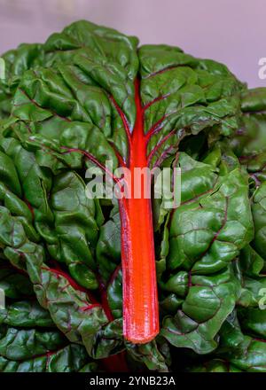 Swiss Chard, silverbeet, perpetual spinach, spinach beet, crab beet, bright lights, seakale beet, and Mangold Stock Photo