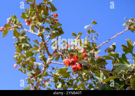 Crataegus monogyna, known as common hawthorn, one-seed hawthorn, or single-seeded hawthorn, is a species of flowering plant in the rose family Rosacea Stock Photo