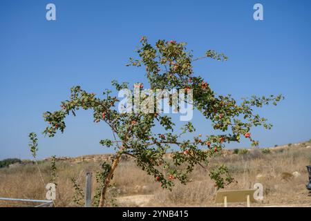 Crataegus monogyna, known as common hawthorn, one-seed hawthorn, or single-seeded hawthorn, is a species of flowering plant in the rose family Rosacea Stock Photo