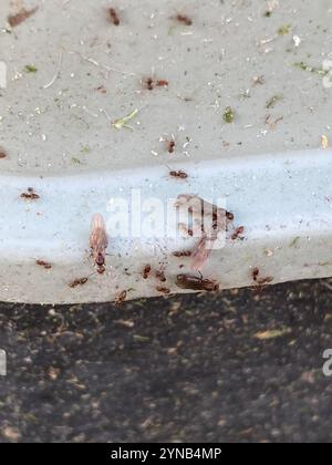 Seaside Rover Ant Seaside Rover Ant (Brachymyrmex obscurior) Insecta Stock Photo - Alamy