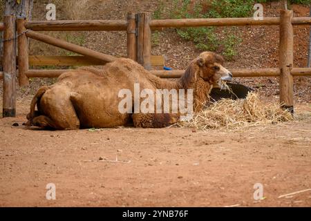 Bactrian camel (Camelus ferus) chewing food Photographed in captivity This camel is native to the steppes of Central Asia. It has two humps as opposed Stock Photo