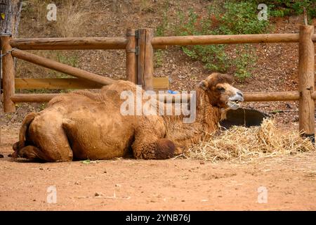 Bactrian camel (Camelus ferus) chewing food Photographed in captivity This camel is native to the steppes of Central Asia. It has two humps as opposed Stock Photo