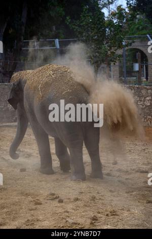 Asian elephant (Elephas maximus 4 years old), also known as the Asiatic elephant, dust bathing by throwing sand and dust over himself Photographed in Stock Photo