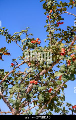 Crataegus monogyna, known as common hawthorn, one-seed hawthorn, or single-seeded hawthorn, is a species of flowering plant in the rose family Rosacea Stock Photo