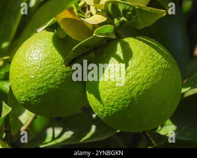 Green oranges ripening on a tree Stock Photo