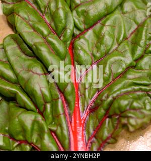 Swiss Chard, silverbeet, perpetual spinach, spinach beet, crab beet, bright lights, seakale beet, and Mangold Stock Photo