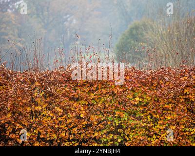 Golden beech hedge in a rural garden on a misty winter day Stock Photo