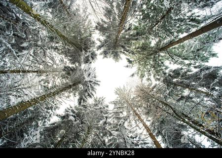 Fresh snow cover on tall pine tree canopy in a forest in Europe. Wide-angle, looking up shot, no people Stock Photo