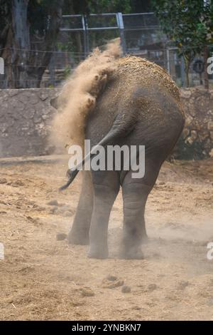 Asian elephant (Elephas maximus 4 years old), also known as the Asiatic elephant, dust bathing by throwing sand and dust over himself Photographed in Stock Photo