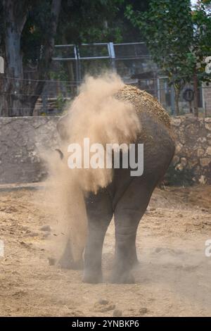 Asian elephant (Elephas maximus 4 years old), also known as the Asiatic elephant, dust bathing by throwing sand and dust over himself Photographed in Stock Photo