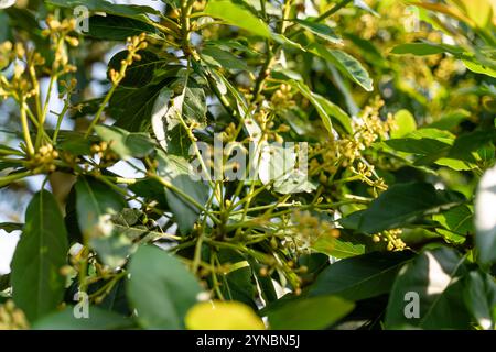 Avocado tree with avocado fruit grow in orchard. avocado garden. Growing Avocado on the tree. Stock Photo
