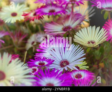 Livingstone daisies Stock Photo