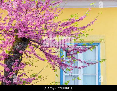 Pink judas tree in bloom in front of building Stock Photo