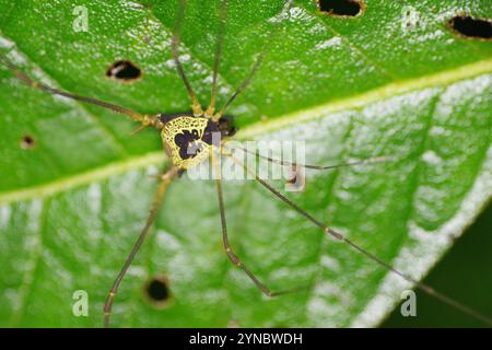 Pied Harvestmen (Cosmetidae Stock Photo - Alamy