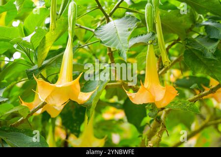 Brugmansia suaveolens, Brazil's white angel trumpet, also known as angel's tears and snowy angel's trumpet.  is a species of flowering plant in the ni Stock Photo