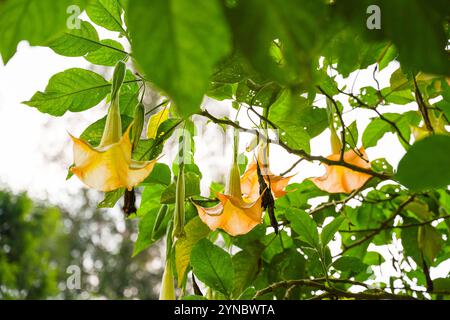 Brugmansia suaveolens, Brazil's white angel trumpet, also known as angel's tears and snowy angel's trumpet.  is a species of flowering plant in the ni Stock Photo