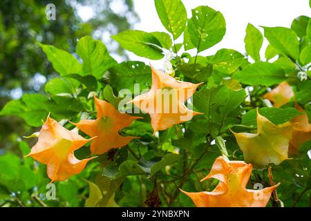 Brugmansia suaveolens, Brazil's white angel trumpet, also known as angel's tears and snowy angel's trumpet.  is a species of flowering plant in the ni Stock Photo