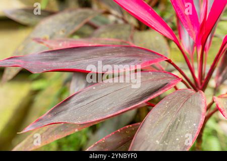 Hawaiian ti plant or Cordyline fruticosa is an evergreen flowering plant in the family Asparagaceae. in Indonesia this plant is called andong or hanju Stock Photo