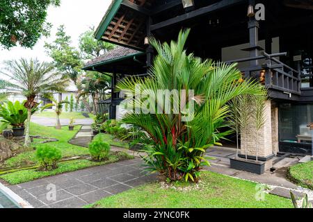 Cyrtostachys renda, also known by the common names red sealing wax palm and lipstick palm, is a palm that is native to Thailand, Malaysia, Sumatra and Stock Photo